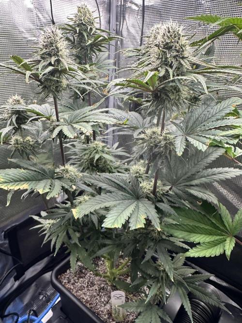 The Sweet White Candy One. Week 12