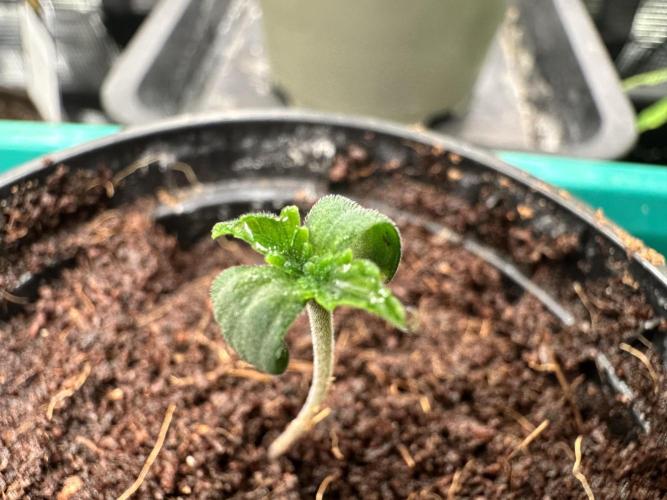 Bubble Banana Gum. Week 1