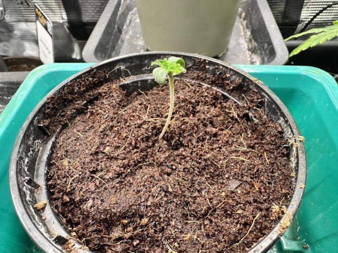 Bubble Banana Gum. Week 1