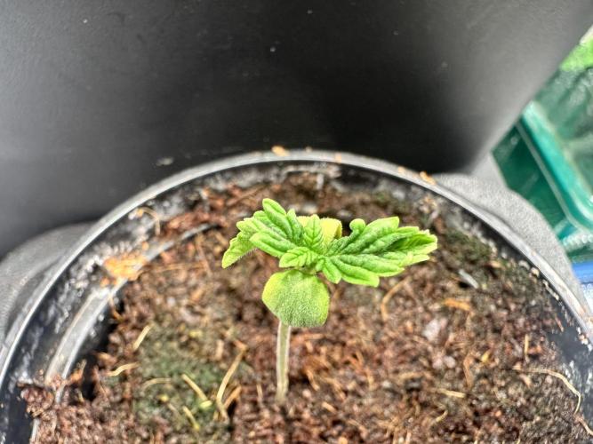 Bubble Banana Gum. Week 1