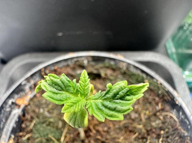 Bubble Banana Gum. Week 1