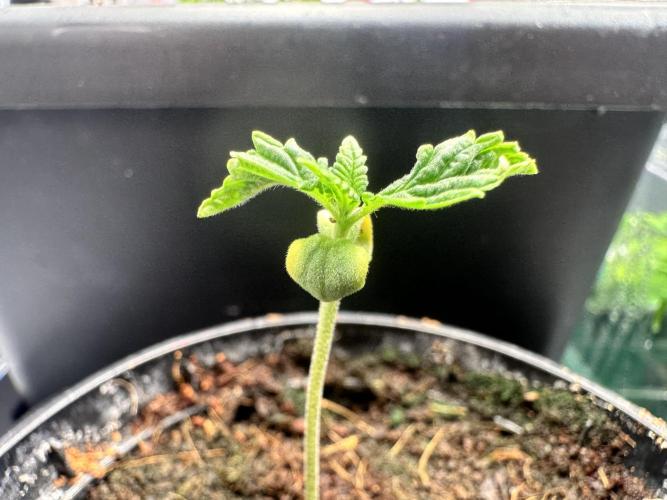 Bubble Banana Gum. Week 1