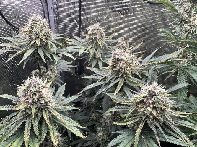 The Sweet White Candy One. Week 13