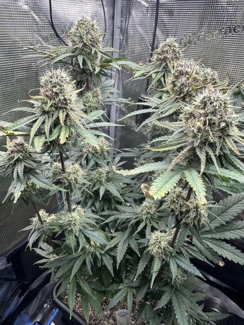 The Sweet White Candy One. Week 13