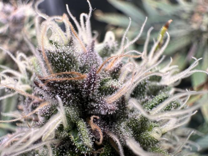 The Sweet White Candy One. Week 13