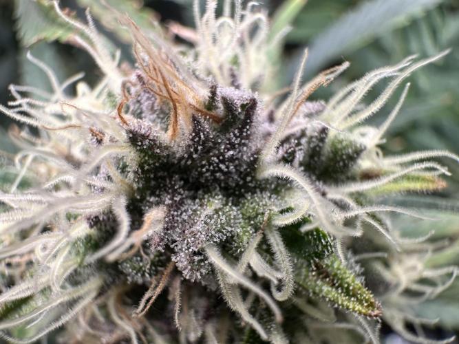 The Sweet White Candy One. Week 13