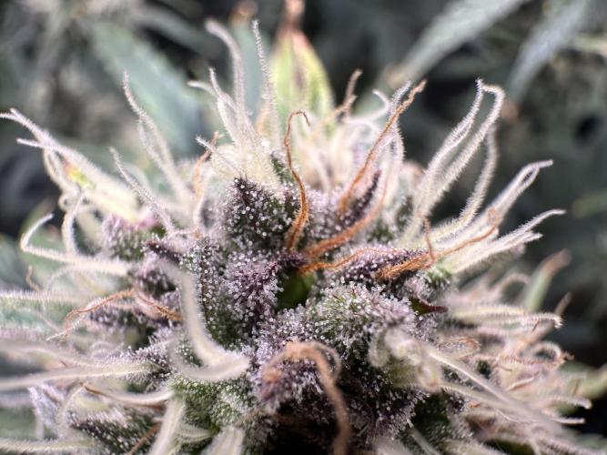 The Sweet White Candy One. Week 13