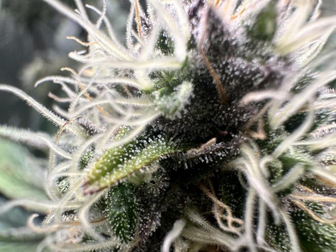 The Sweet White Candy One. Week 13