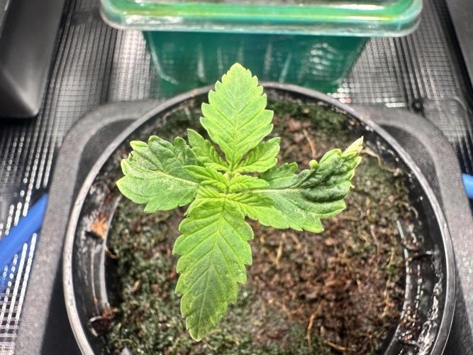 Bubble Banana Gum. Week 2