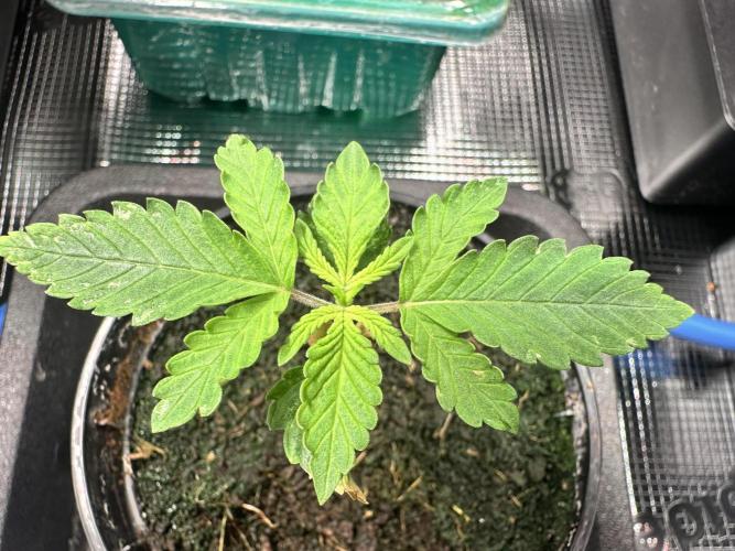 Bubble Banana Gum. Week 2