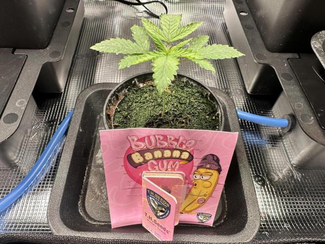 Bubble Banana Gum. Week 2