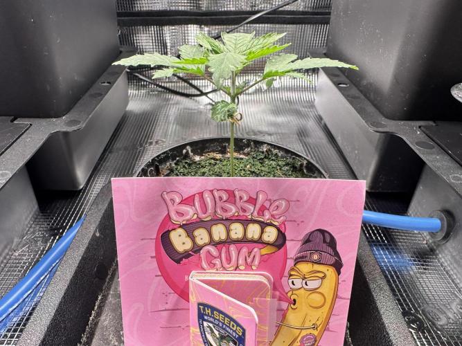 Bubble Banana Gum. Week 2