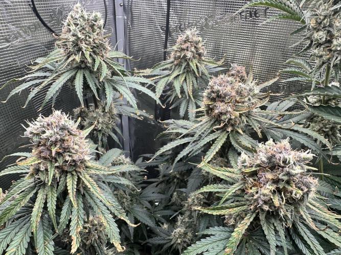 The Sweet White Candy One. Week 14