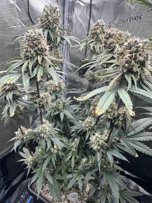 The Sweet White Candy One. Week 14