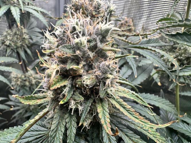 The Sweet White Candy One. Week 14