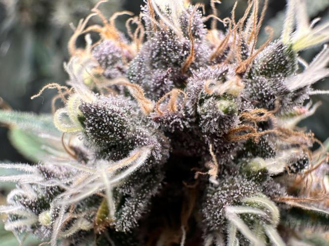 The Sweet White Candy One. Week 14