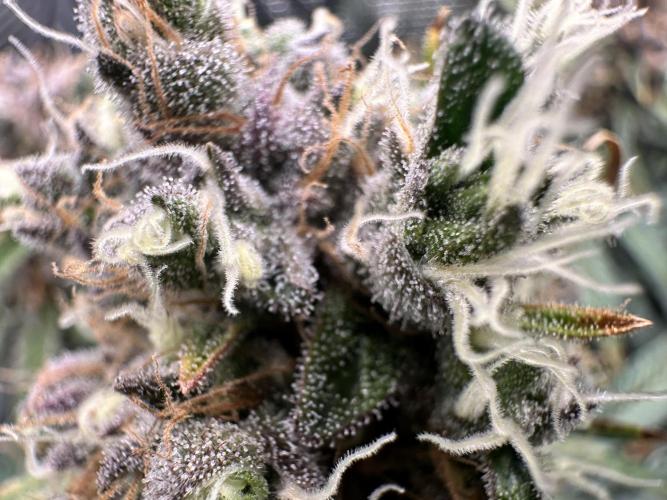 The Sweet White Candy One. Week 14