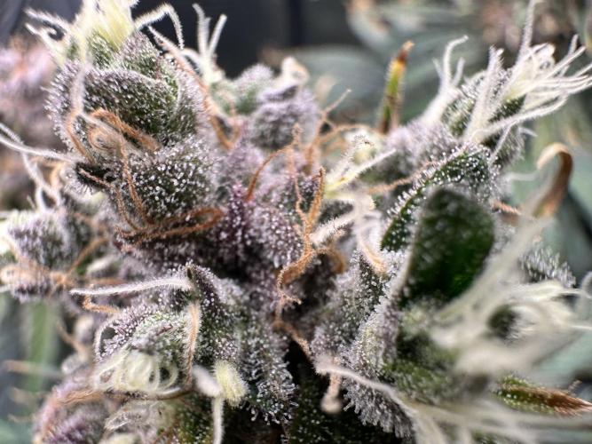 The Sweet White Candy One. Week 14