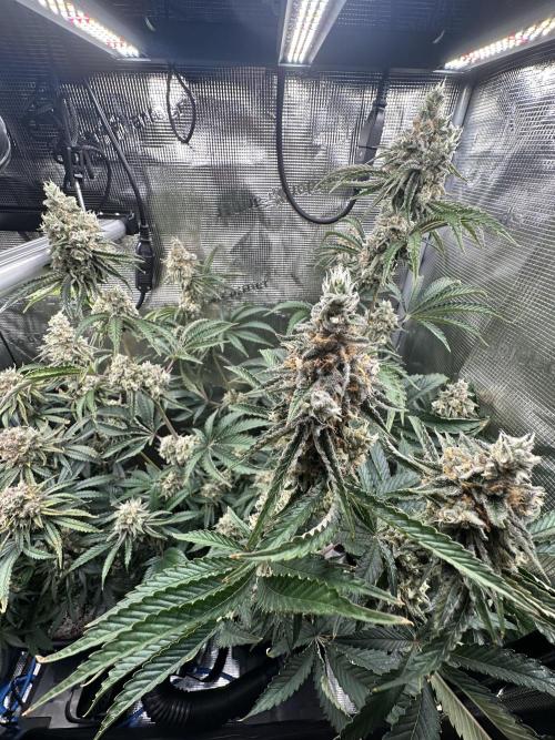 Satzuma Revenge 🍊. Week 12