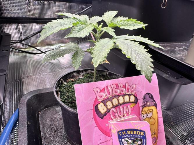 Bubble Banana Gum. Week 3
