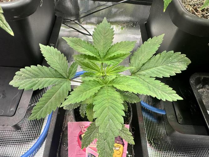 Bubble Banana Gum. Week 3