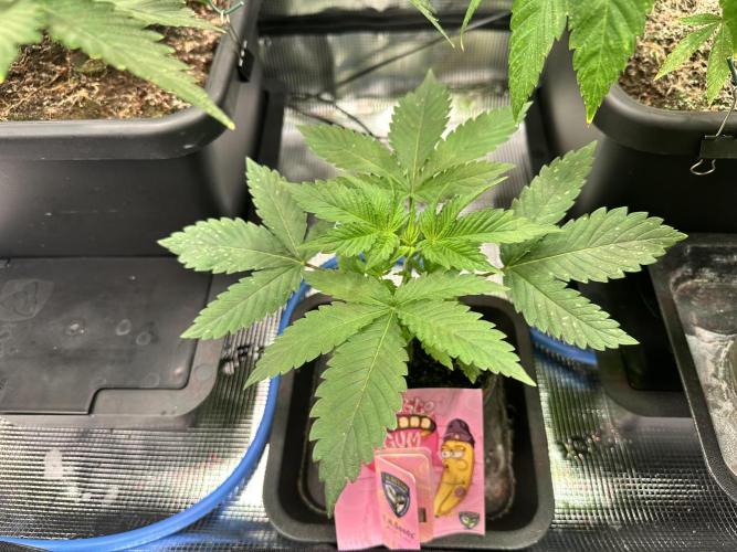 Bubble Banana Gum. Week 3