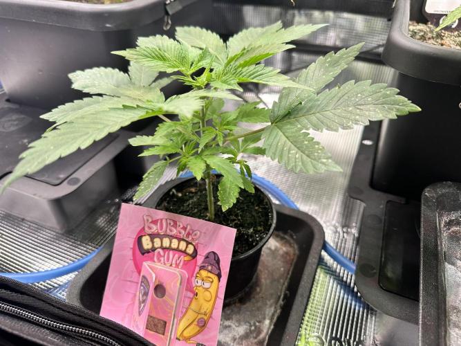 BubbleBananaGum. Week 3