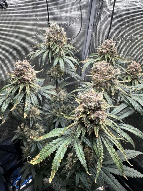 The Sweet White Candy One. Week 15