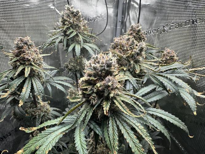 The Sweet White Candy One. Week 15
