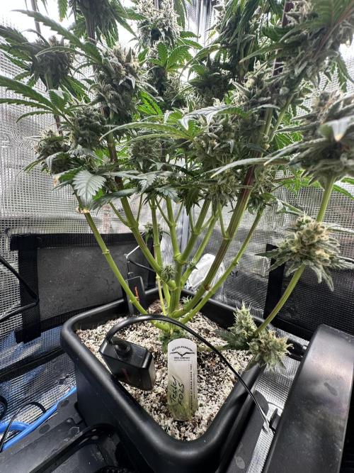 The Sweet White Candy One. Week 15