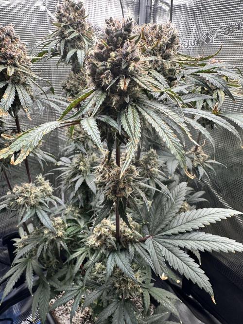 The Sweet White Candy One. Week 15