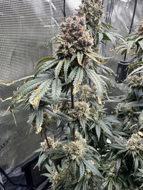 The Sweet White Candy One. Week 15