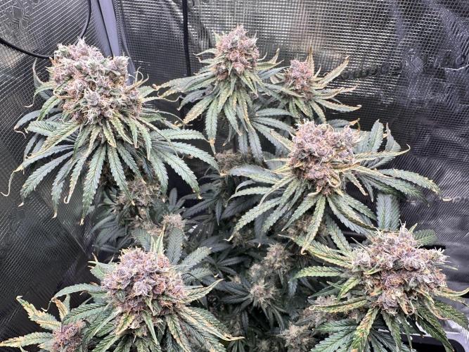 The Sweet White Candy One. Week 15