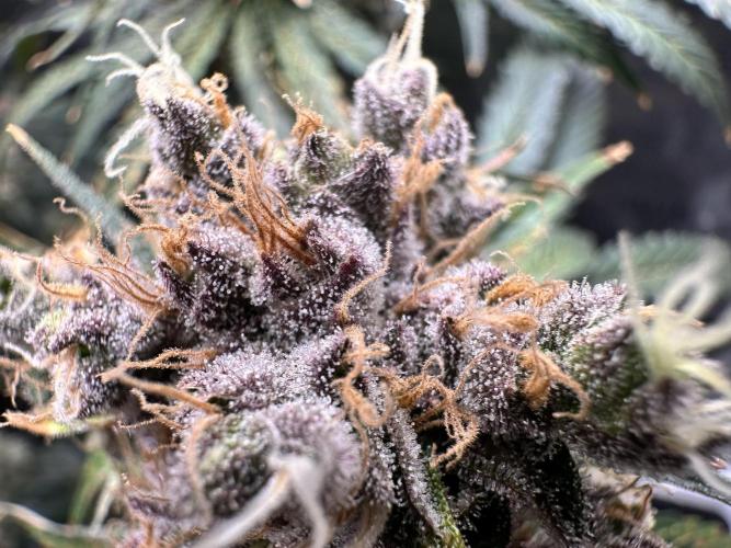 The Sweet White Candy One. Week 15