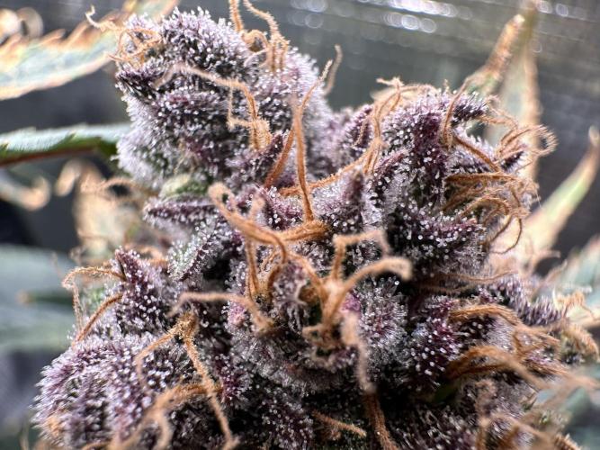 The Sweet White Candy One. Week 15