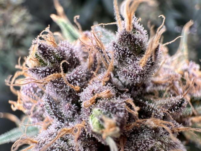 The Sweet White Candy One. Week 15