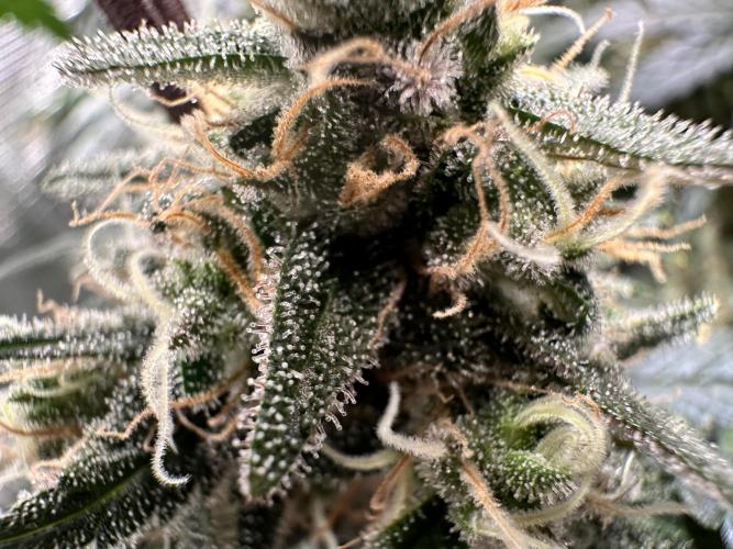 The Sweet White Candy One. Week 15