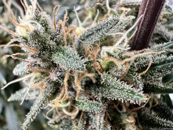 The Sweet White Candy One. Week 15