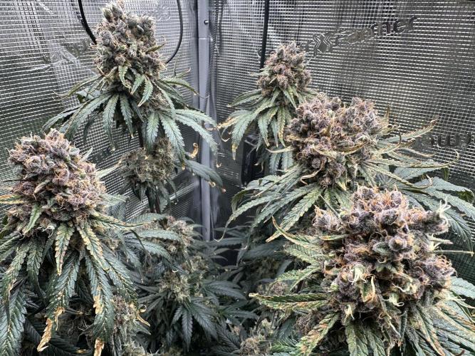 The Sweet White Candy One. Week 16