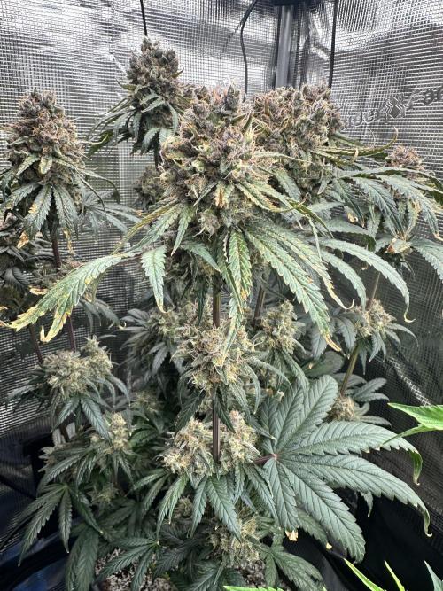 The Sweet White Candy One. Week 16