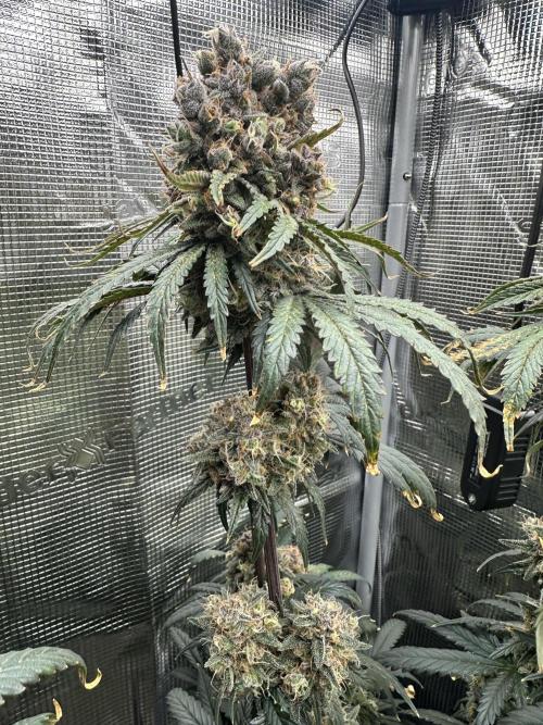 The Sweet White Candy One. Week 16