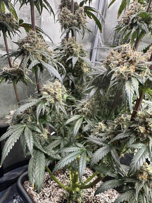 The Sweet White Candy One. Week 16