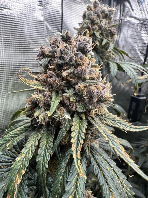 The Sweet White Candy One. Week 16