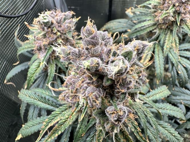 The Sweet White Candy One. Week 16