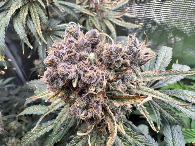 The Sweet White Candy One. Week 16