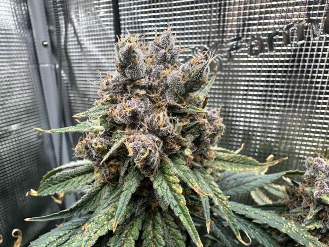 The Sweet White Candy One. Week 16
