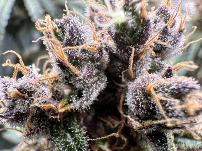 The Sweet White Candy One. Week 16