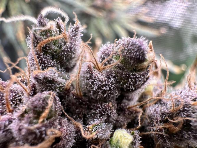 The Sweet White Candy One. Week 16
