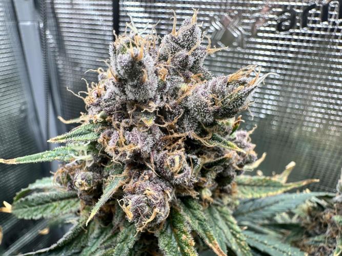 The Sweet White Candy One. Week 16