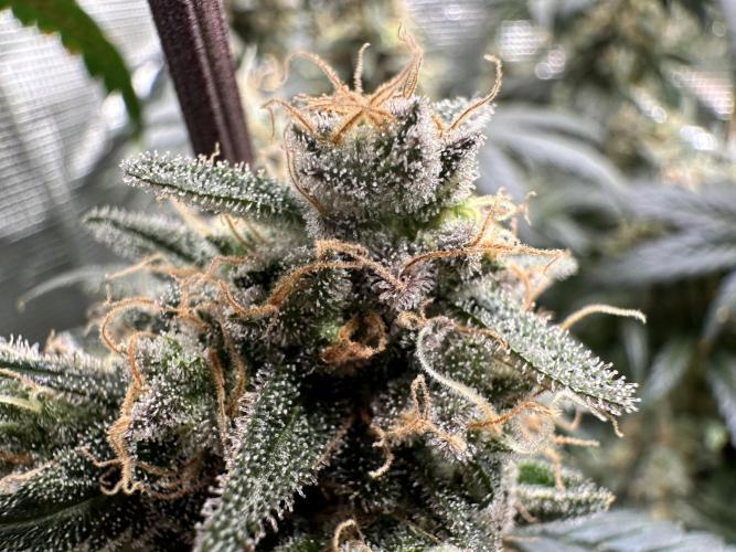 The Sweet White Candy One. Week 16